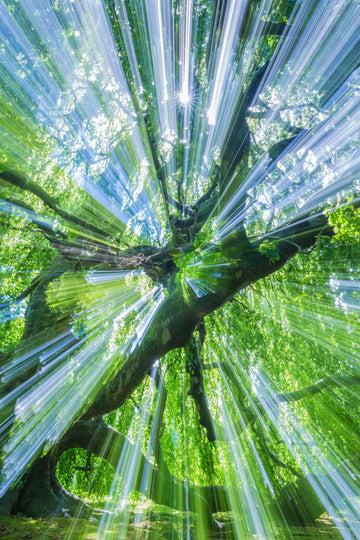 Psiloscape 02