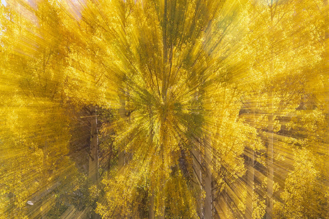 Psiloscape 15