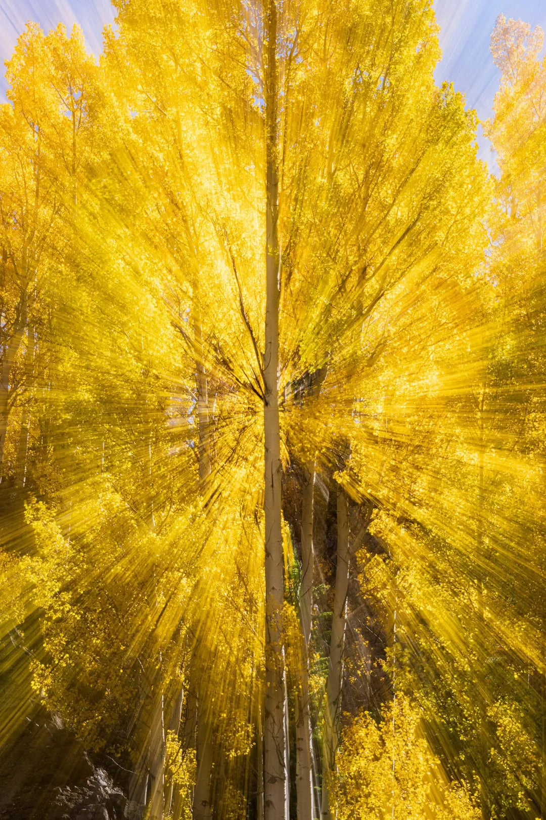 Psiloscape 12