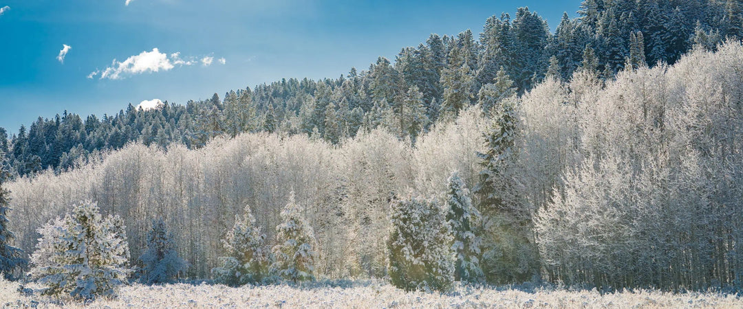 Frost & Rime 16